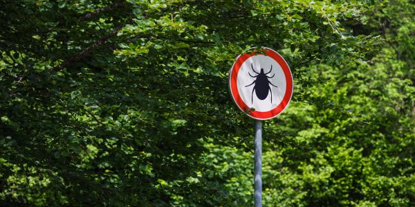 muscatura-de-capusa-cum-o-recunosti-si-cum-sa-o-tratezi-eficient